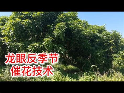 龍眼催花方法|龍眼催花時間和方法